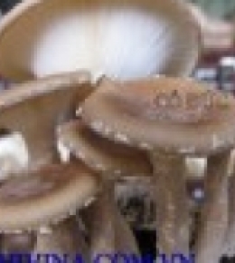 Nấm Lá sen Lentinus giganteus