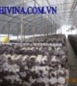 Nấm mèo trồng trong nhà lưới