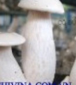 Nấm bạch thông Tricholoma giganteum