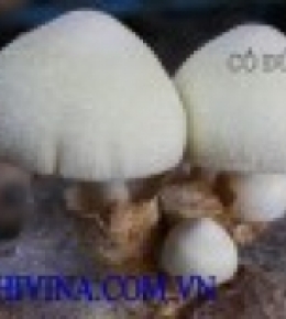 Nấm rơm lụa bạc ( Volvariella bombycina)
