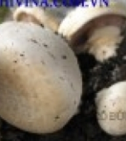 Nấm mỡ chịu nhiệt ( Agaricus bisporus)