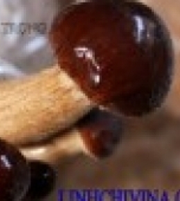 Nấm Trà tân ( Agrocybe aegerita)