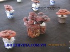Bonsai từ nấm Linh chi