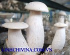 Nấm bạch thông Tricholoma giganteum