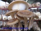Nấm Lá sen Lentinus giganteus