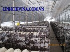 Nấm mèo trồng trong nhà lưới