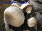 Nấm mỡ chịu nhiệt ( Agaricus bisporus)