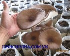  NẤM RỄ DÀI SẮP THU HOẠCH