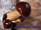 Nấm Trà tân ( Agrocybe aegerita)