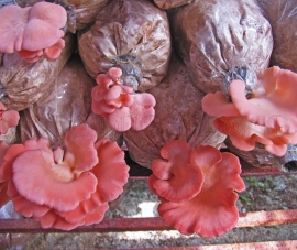 Bào Ngư Hồng Pleurotus djamor