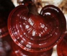 Nấm Linh Chi Nhật Bản