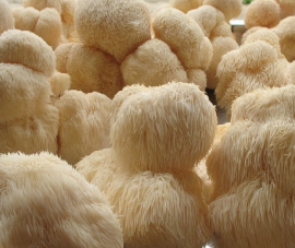 Nấm Hầu Thủ