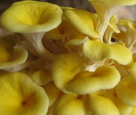 Nấm Hoàng Kim Pleurotus citrinopileatus
